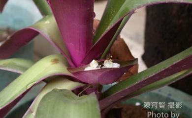 Tradescantia spathacea Sw. 蚌蘭