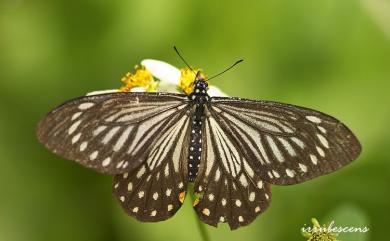 Papilio epycides melanoleucus Ney, 1911 黃星斑鳳蝶