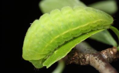 Satyrium eximium mushanum (Matsumura, 1929) 秀洒灰蝶