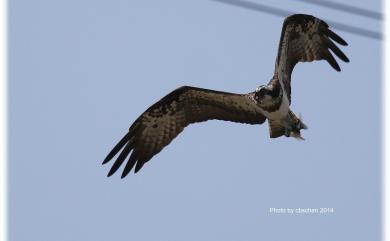 Pandion haliaetus haliaetus (Linnaeus, 1758) 魚鷹