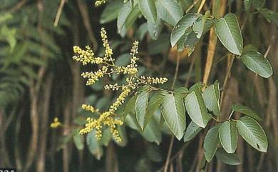 Berchemia racemosa var. magna 大黃鱔藤