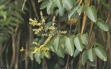 Berchemia racemosa var. magna Makino 大黃鱔藤