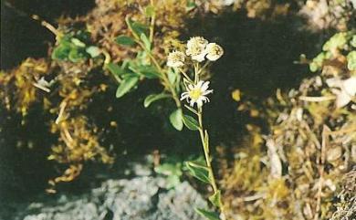 Aster chingshuiensis Y.C.Liu & C.H.Ou 清水馬蘭