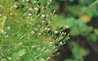 Aster subulatus var. subulatus 掃帚菊