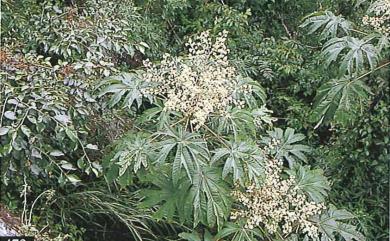 Tetrapanax papyriferus 通脫木