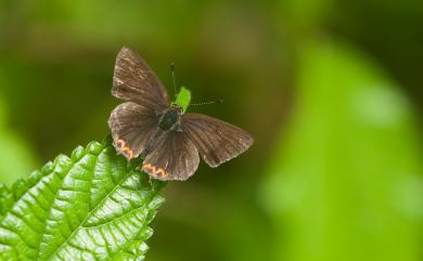 Heliophorus ila matsumurae (Fruhstorfer, 1908) 紫日灰蝶