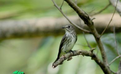 Muscicapa griseisticta (Swinhoe, 1861) 灰斑鶲