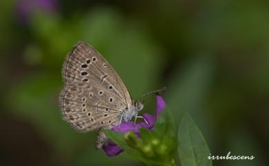 Zizeeria karsandra (Moore, 1865) 莧藍灰蝶