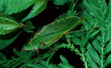 Ruidocollaris convexipennis (Caudell, 1935) 凸翅光頸螽