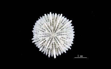 Fungiacyathus granulosus Cairns, 1989 顆粒蕈杯珊瑚