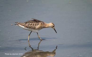 Calidris pugnax (Linnaeus, 1758) 流蘇鷸