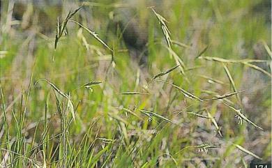 Brachypodium kawakamii Hayata 川上短柄草