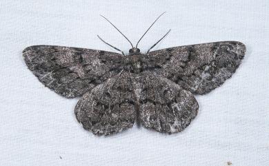 Hypomecis roboraria amplaria (Wileman, 1911) 黑齒紋灰褐尺蛾