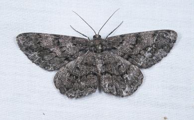 Hypomecis roboraria amplaria 黑齒紋灰褐尺蛾