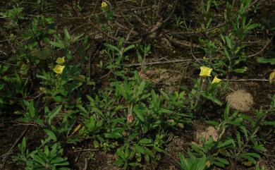 Oenothera laciniata Hill 裂葉月見草