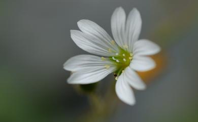 Cerastium fontanum var. angustifolium (Franch.) H.Hara 狹葉簇生卷耳