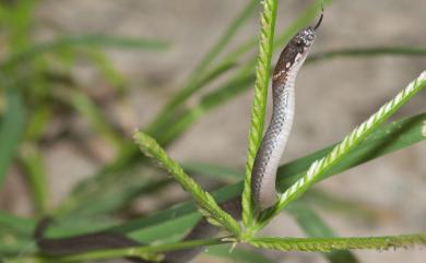 Hebius sauteri (Boulenger, 1909) 梭德氏遊蛇