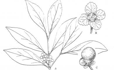 Euonymus tashiroi Maxim. 菱葉衛矛