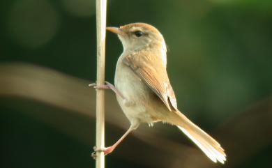 Horornis canturians borealis (Campbell, 1892) 遠東樹鶯