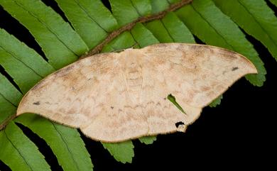 Strepsigonia diluta Warren, 1897 枯葉紋鉤蛾