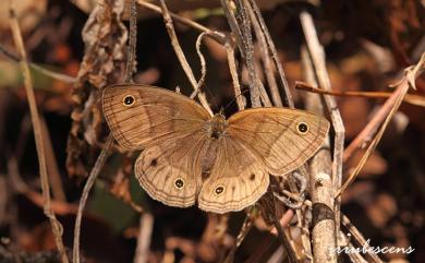 Palaeonympha opalina macrophthalmia Fruhstorfer, 1911 古眼蝶