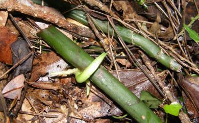 Liparis gigantea 大花羊耳蒜