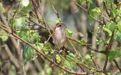 Lanius bucephalus bucephalus Temminck & Schlegel, 1845 紅頭伯勞