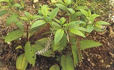 Phytolacca americana 美洲商陸