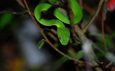 Trimeresurus stejnegeri Schmidt, 1925 赤尾青竹絲