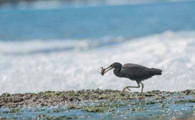 Egretta sacra sacra (J. F. Gmelin, 1789) 岩鷺