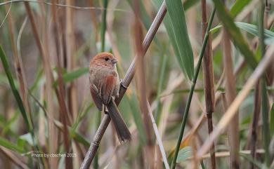 Paradoxornis webbianus bulomachus (Swinhoe, 1866) 粉紅鸚嘴