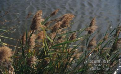 Phragmites australis 蘆葦