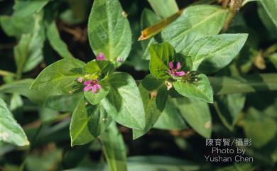 Cuphea carthagenensis 克菲亞草