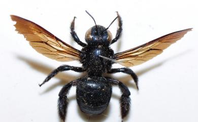 Xylocopa tranquebarorum (Swederus, 1787) 銅翼眥木蜂