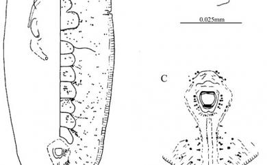 Rhachisphora reticulata Takahashi, 1933 網脊粉蝨