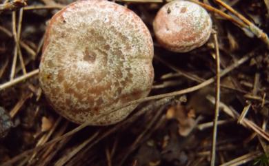 Lactarius hatsudake Tanaka 紅汁乳菇