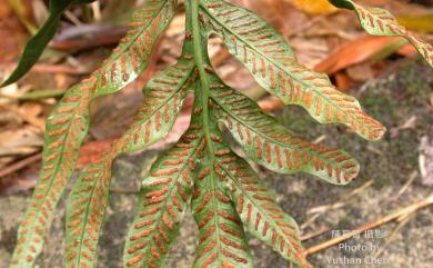 Leptochilus ellipticus 橢圓線蕨