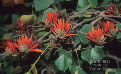 Erythrina variegata 刺桐