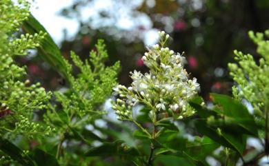 Ligustrum sinense Lour. 小實女貞