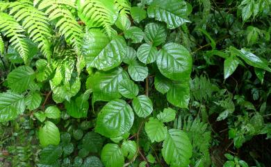 Rubus wallichianus 鬼懸鉤子