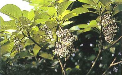 Dendrocnide kotoensis (Hayata ex Yamam.) B.L.Shih & Yuen P.Yang 紅頭咬人狗