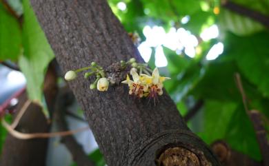 Theobroma cacao L. 可可樹