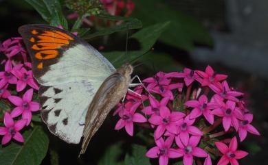 Hebomoia glaucippe formosana Fruhstorfer, 1908 橙端粉蝶