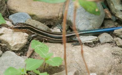 Plestiodon elegans (Boulenger, 1887) 麗紋石龍子