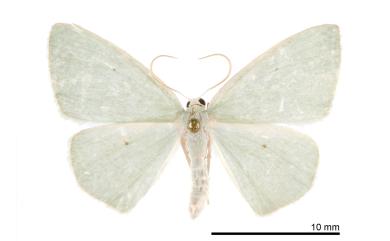 Aplochlora viridis Warren, 1893 白緣四點綠尺蛾