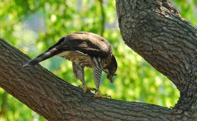 Accipiter trivirgatus formosae Mayr, 1949 鳳頭蒼鷹(台灣特有亞種)