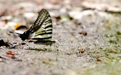 Graphium eurous asakurae (Matsumura, 1908) 劍青鳳蝶