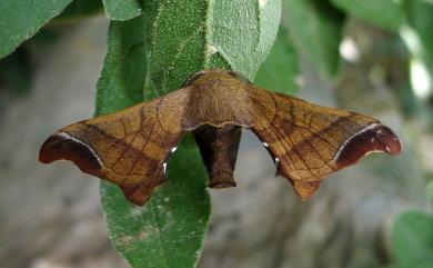 Bombyx mandarina formosana (Matsumura, 1927) 野家蠶