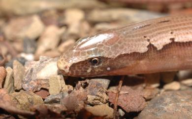 Dopasia harti (Boulenger, 1899) 哈特氏蛇蜥