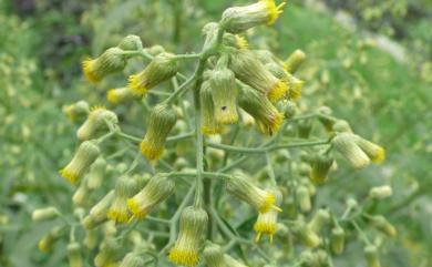 Blumea linearis C.I Peng & W.P.Leu 狹葉艾納香